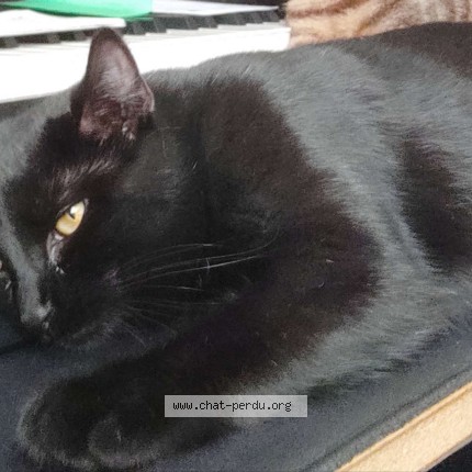 Photo of a cat found in Lacroix Saint Ouen