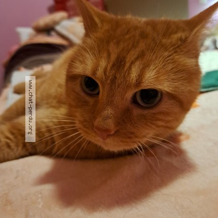 Picture of cat lost at Malicorne