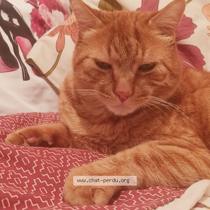 Picture of cat lost at Sete