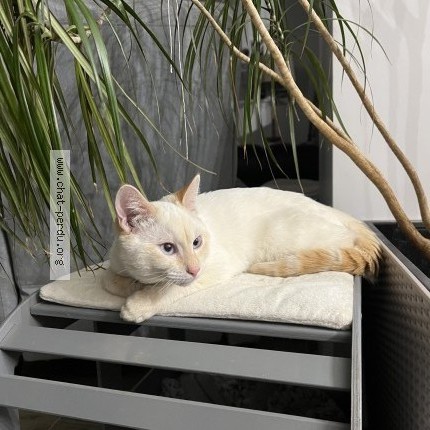 Photo 1/3 Miel Cat lost in Franconville
