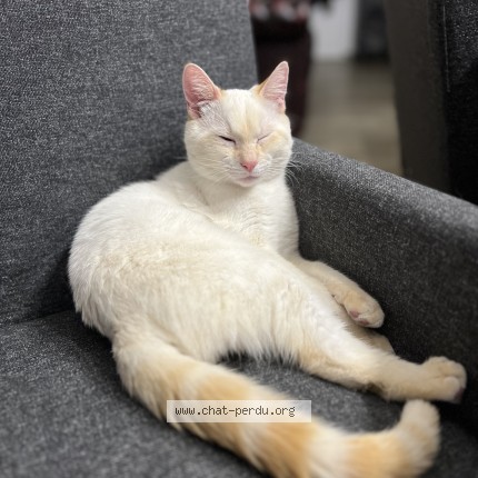 Photo 2/3 Miel Cat lost in Franconville