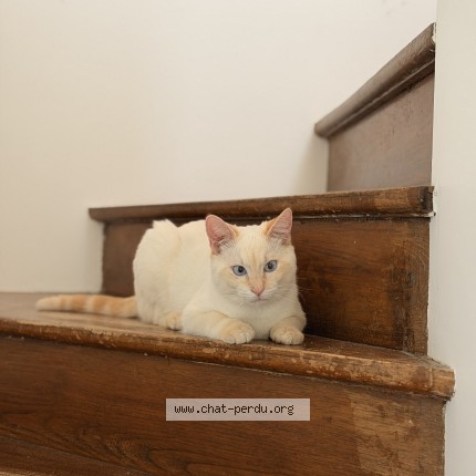 Photo 3/3 Miel Cat lost in Franconville