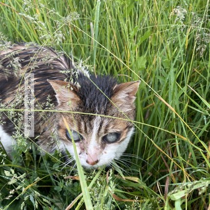 Photo 1/2 Reunited cat Found in Meximieux