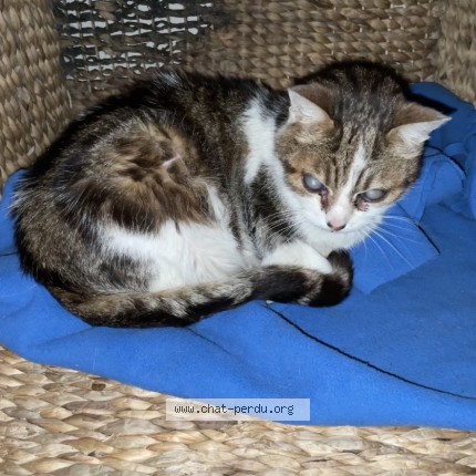 Photo 2/2 Reunited cat Found in Meximieux