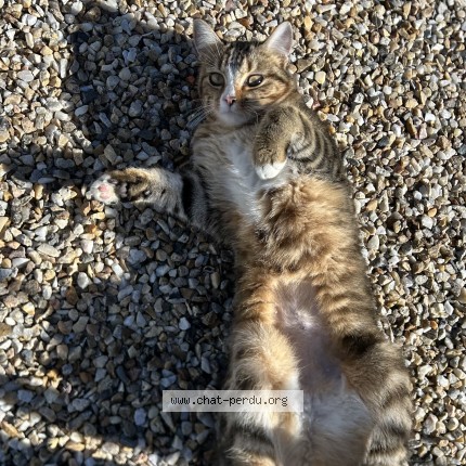 Photo 1/1 Found cat Found in Berson