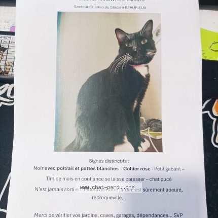 Photo 1/1 Reunited cat Lost in Beaurieux