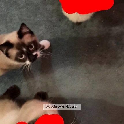Photo 1/1 Reunited cat Lost in Blagnac