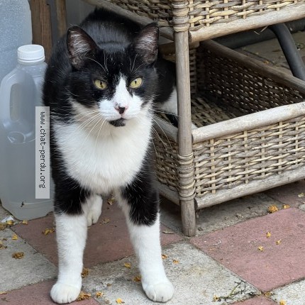 Foto van vermiste kat in Watermael Boitsfort