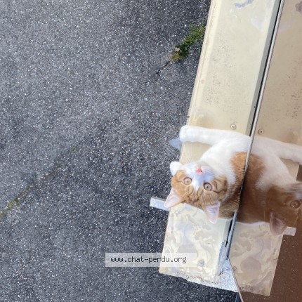 Photo 1/1 Sunny Cat lost in Cortaillod