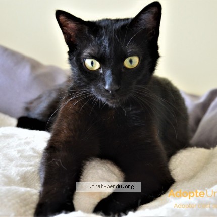 Photo 1/1 Chatoune Cat lost in Le Thor