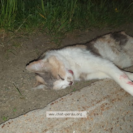Foto einer gefundenen Katze in Fournet Blancheroche