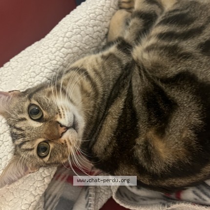 Picture of cat lost at Beziers