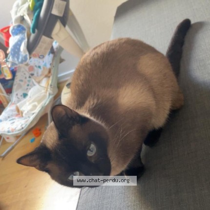 Photo 1/1 Reunited cat Lost in St Leu La Foret
