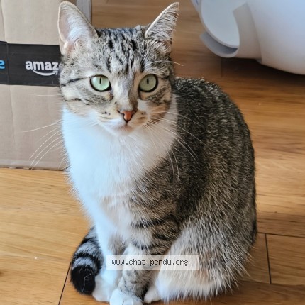 Photo 1/1 Mikado Cat lost in Saint Martin D Heres