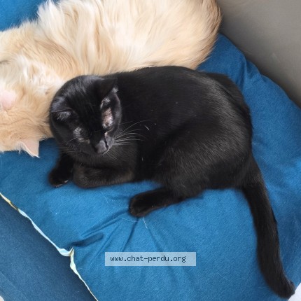 Photo of a cat found in Blagnac
