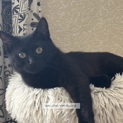Photo of a cat found in Metz