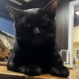 charlie
