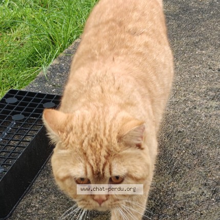 Photo 1/1 Found cat Found in Brece