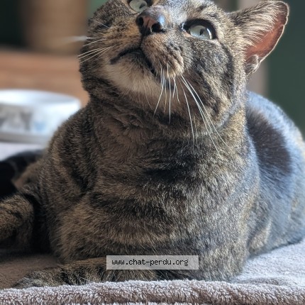 Photo 1/1 Reunited cat Lost in Saint Yon