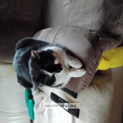 Foto van vermiste kat in De Panne
