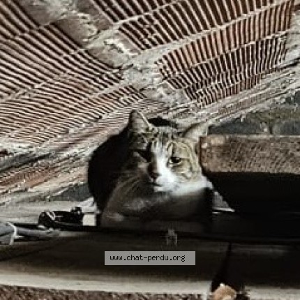 Photo 2/2 Found cat Found in Bourgoin Jallieu