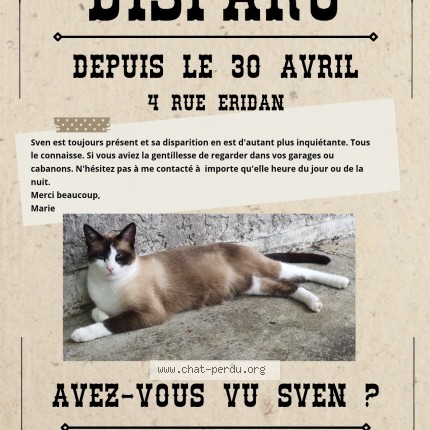 Photo 1/1 Sven Cat lost in Villabe