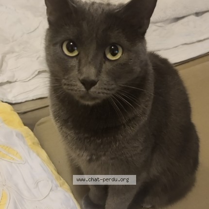 Photo 1/1 Minette Cat lost in Paris