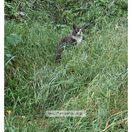 Photo 1/1 Found cat Found in Vernaison