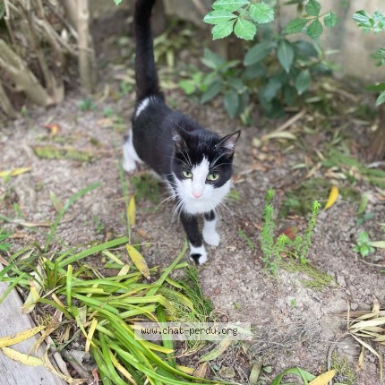 Photo 1/1 Found cat Found in Saint Remy De Provence
