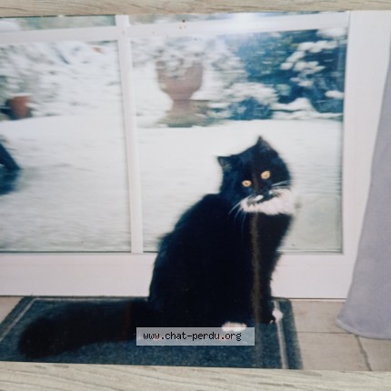 Foto 1/1 timy Kat vermist in Taviers