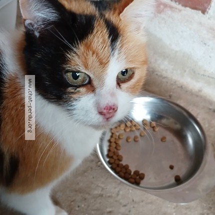 Photo 1/1 Found cat Found in St Jans Cappel