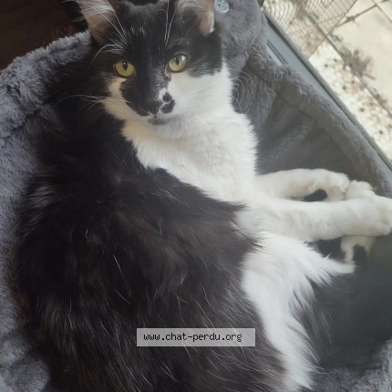 Picture of cat lost at Brie Et Angonnes