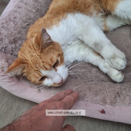 Picture of cat found at Auterive