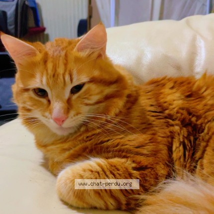 Photo 1/1 princesse Cat lost in Franconville