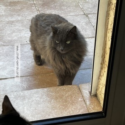 Photo 1/1 Found cat Found in Montpellier