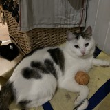 Loki