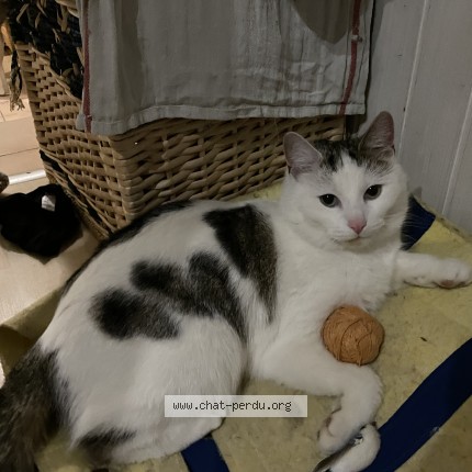 Photo of a cat found in Fribourg