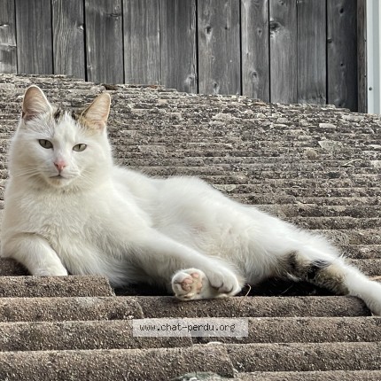 Foto 2/5 Wiedergefundene Katze Verloren in Fribourg
