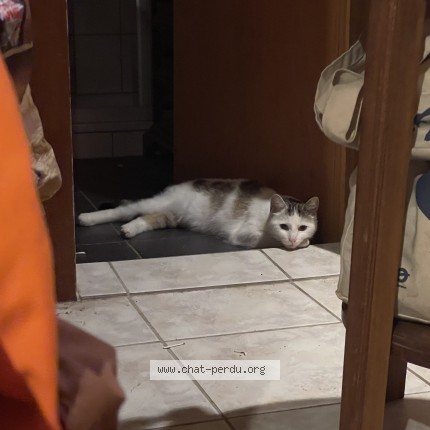 Foto 3/5 Wiedergefundene Katze Verloren in Fribourg