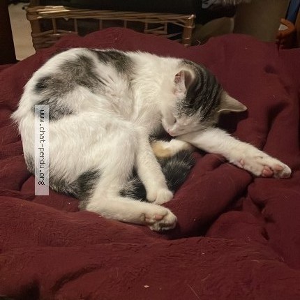 Foto 4/5 Wiedergefundene Katze Verloren in Fribourg