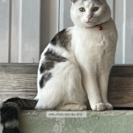 Foto 5/5 Wiedergefundene Katze Verloren in Fribourg