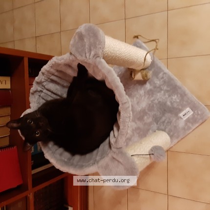 Photo 1/1 Chocopop's Cat lost in Aubais