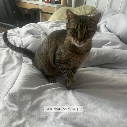 Foto 1/1 Kat teruggevonden Vermist in Etterbeek