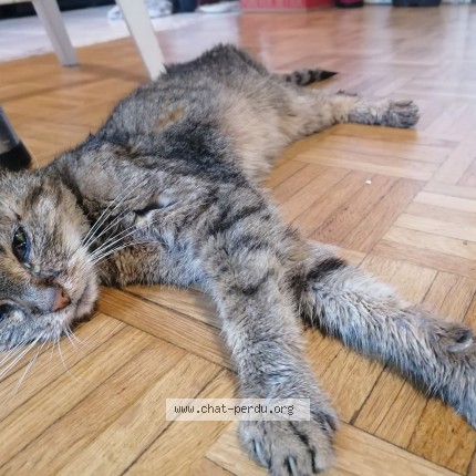 Photo 1/1 Found cat Found in Vitry Sur Seine
