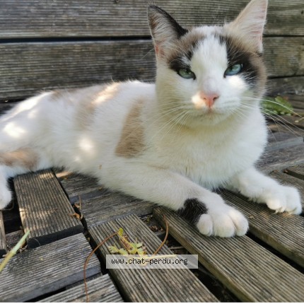 Picture of cat lost at Perols