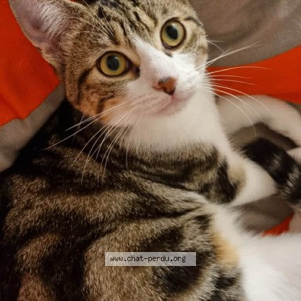 Photo 1/1 kitty Cat lost in Viroflay
