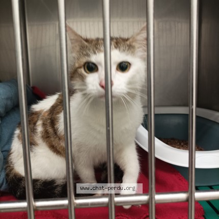 Photo of a cat found in Brezolles