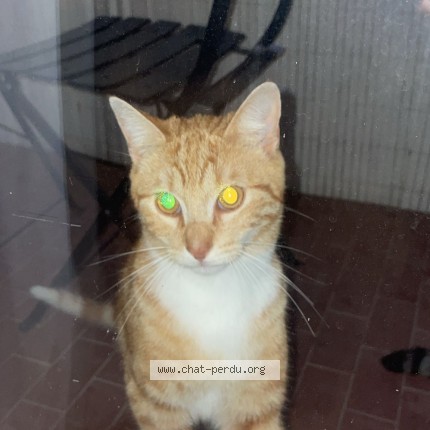 Photo 1/1 Found cat Found in Marly Le Roi