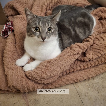 Photo 1/1 Perle Cat lost in Civry La Foret