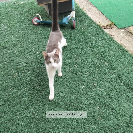 Photo 1/1 Found cat Found in St Jean De Vedas